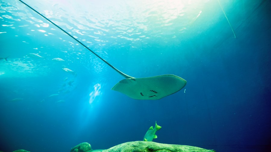 澎湖水族館門票