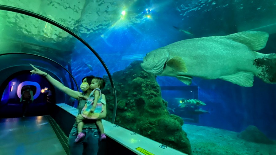 澎湖水族館門票