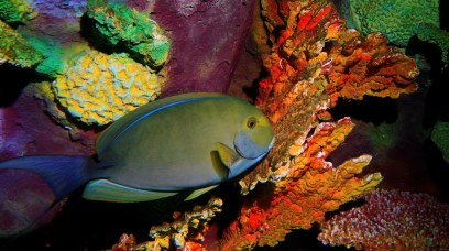 澎湖水族館門票