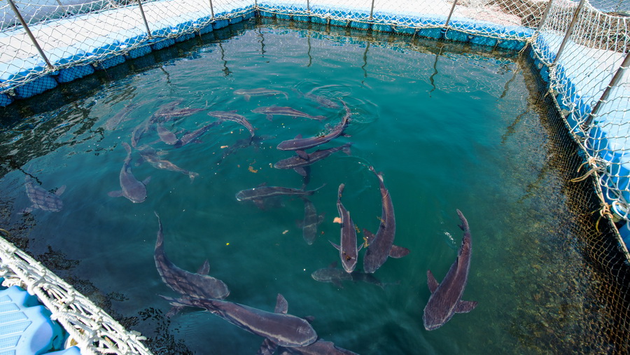 菜園海上農場　樂活家