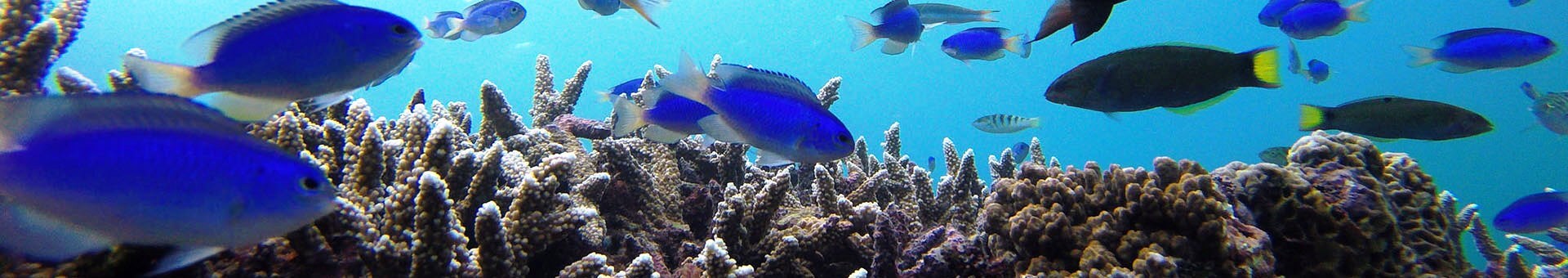 浮潛高手