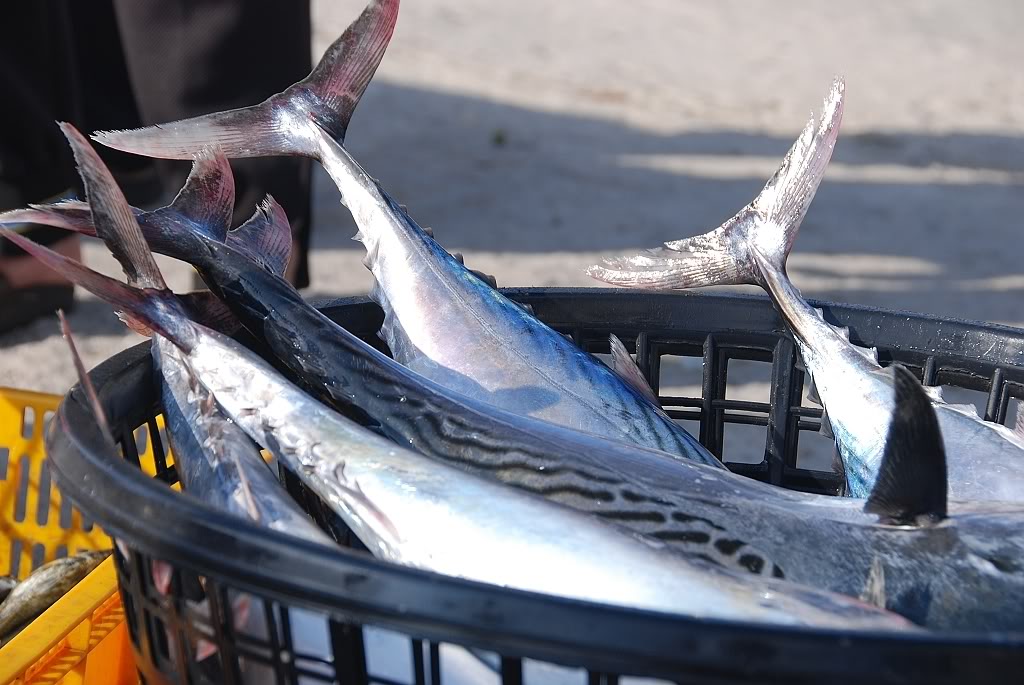 海鱺魚